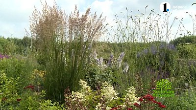 Подзимние посевы цветов