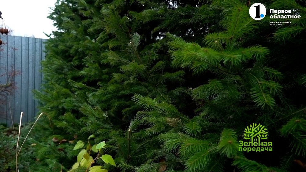 Колючая, но очень красивая живая изгородь