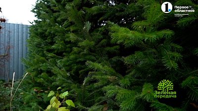 Колючая, но очень красивая живая изгородь