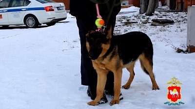 Щенок немецкой овчарки пополнил отряд Чебаркульского отдела полиции 