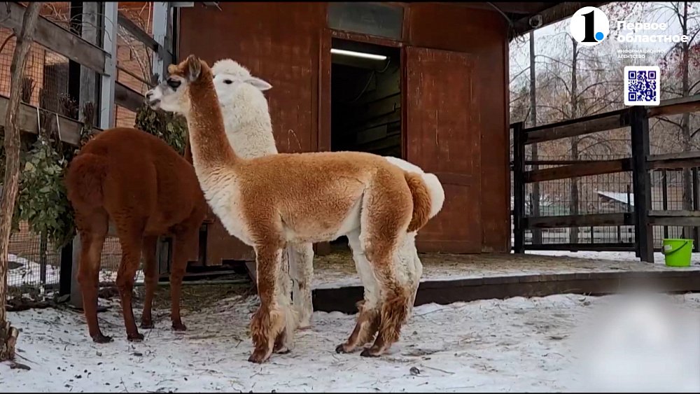 Девочки-альпаки радуются потеплению