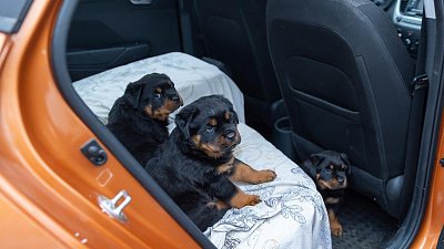 Услуги зоотакси становятся все более популярными в Челябинске