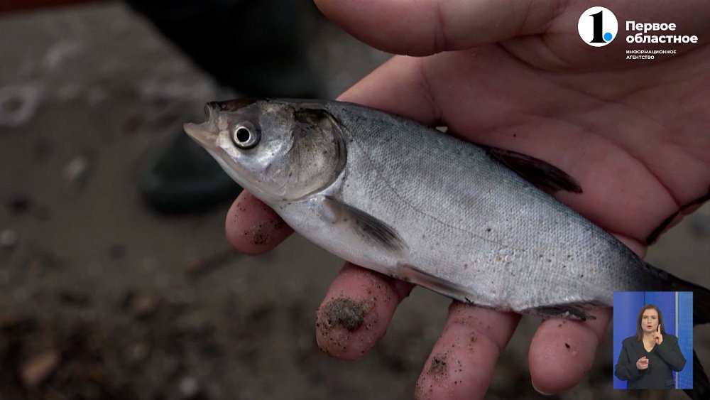 В Синару запустили мальков белого амура