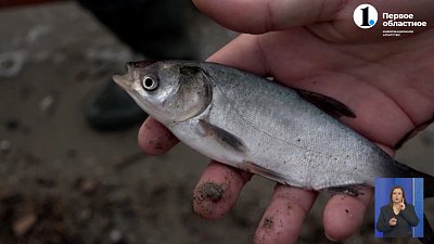 В Синару запустили мальков белого амура