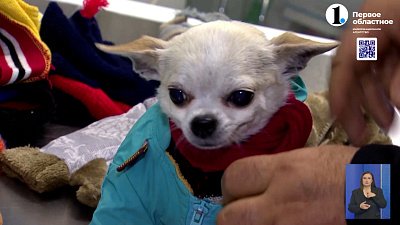 Как выбрать одежду для домашнего любимца?