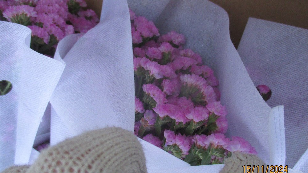 В Челябинской области нашли зараженные розы и хризантемы