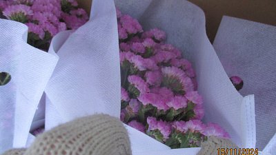 В Челябинской области нашли зараженные розы и хризантемы