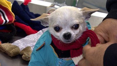 Как выбрать удобную и безопасную одежду для питомца?