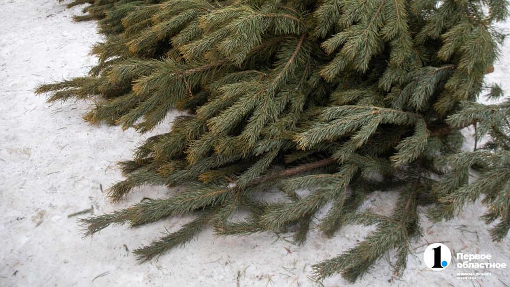 Незаконно срубленные елки обойдутся челябинцам в 3 млн рублей или 7 лет лишения свободы