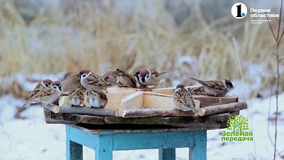 Покормите птиц зимой