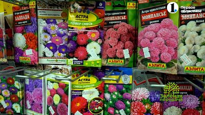 Зацветут весной, но посеять нужно сейчас