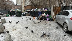 Главе Челябинска рассказали про крыс на контейнерных площадках в центре города