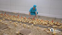 Челябинская область закроет зависимость от импортной генетики в птицеводстве