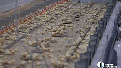 Челябинская область закроет зависимость от импортной генетики в птицеводстве