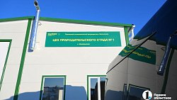 Челябинская область закроет зависимость от импортной генетики в птицеводстве