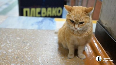 Покорившая соцсети кошка с премьерного показа «Плевако» грустила потому, что ее никто не кормил