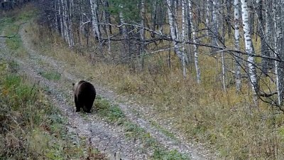 Фотоловушка зафиксировала прогулку медведя в нацпарке «Зигальга»