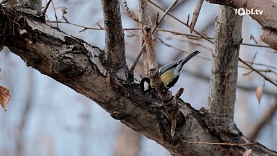 В нацпарке «Таганай» все желающие могут подкормить птиц