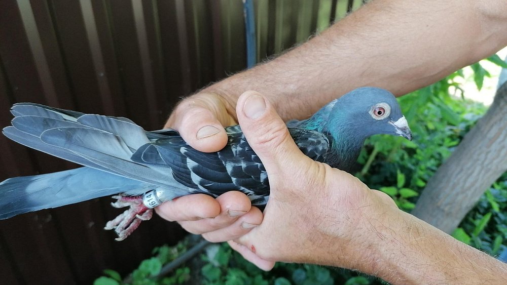 Необычное хобби: житель Челябинской области занимается спортивным голубеводством