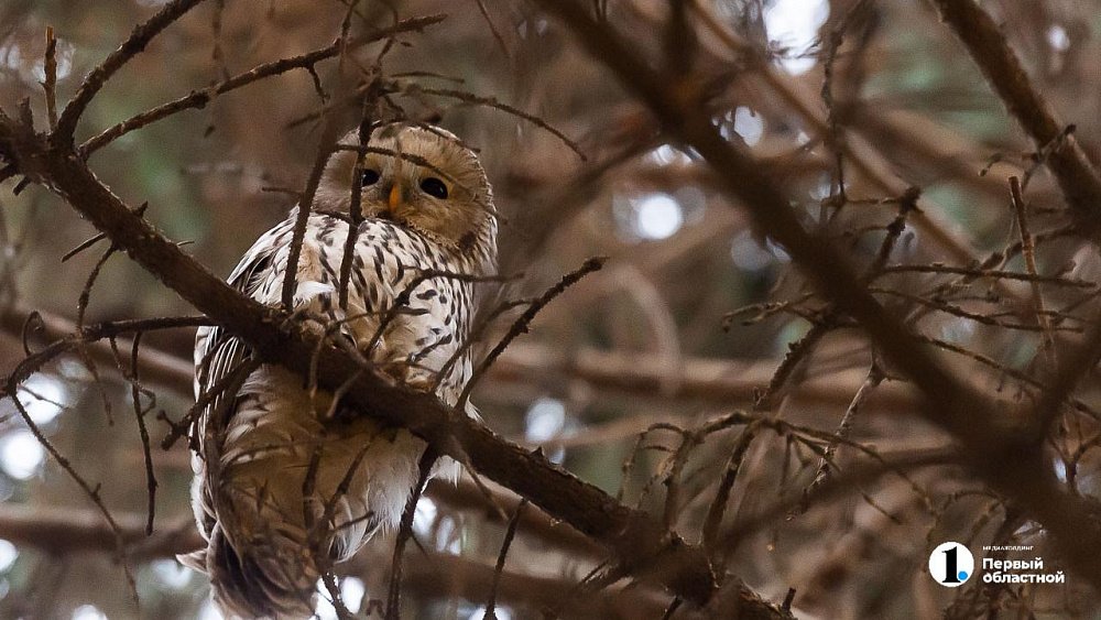 Ясный и безветренный день ждет жителей Челябинской области 26 ноября