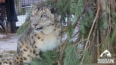 Ирбис Ермак в Челябинском зоопарке чешет бока