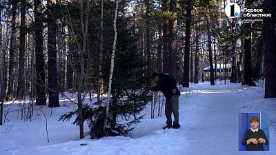 В Челябинской области активизировались «ёлочные контрабандисты»