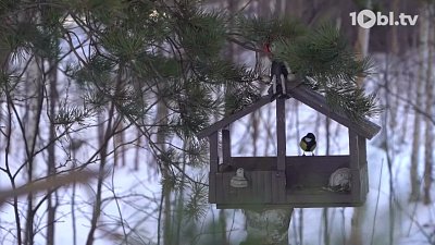 В нацпарке «Таганай» охраняют ели от незаконной вырубки