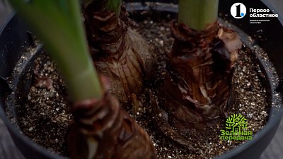 Как получить нарциссы к 8 марта бесплатно