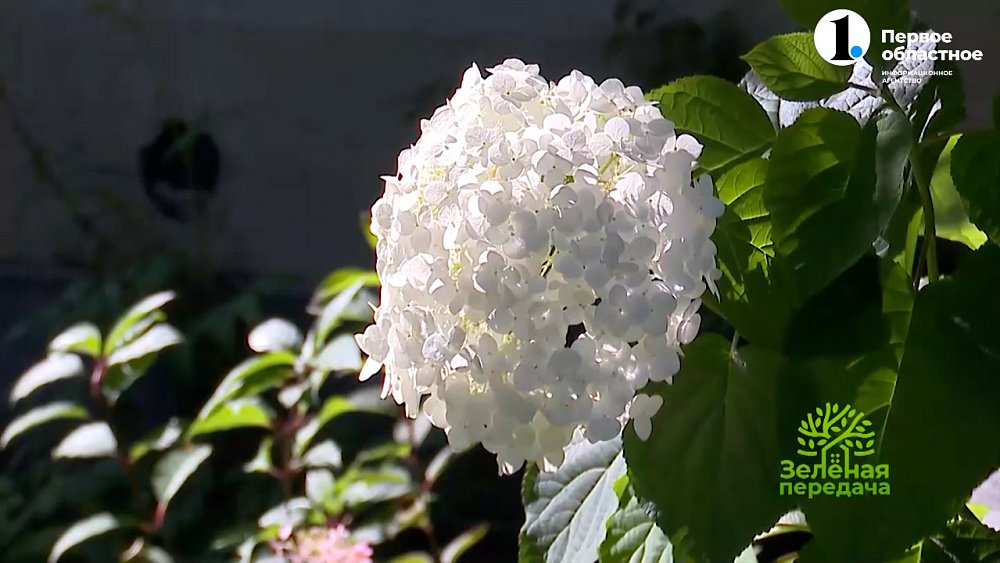 Выбирайте гортензии с умом