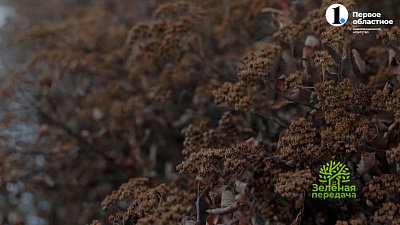 Модный прием в ландшафтном дизайне