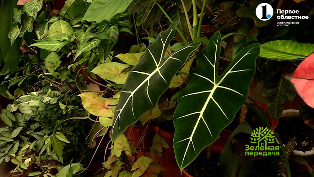 Особенности зимнего ухода за комнатными растениями