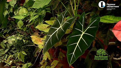 Особенности зимнего ухода за комнатными растениями