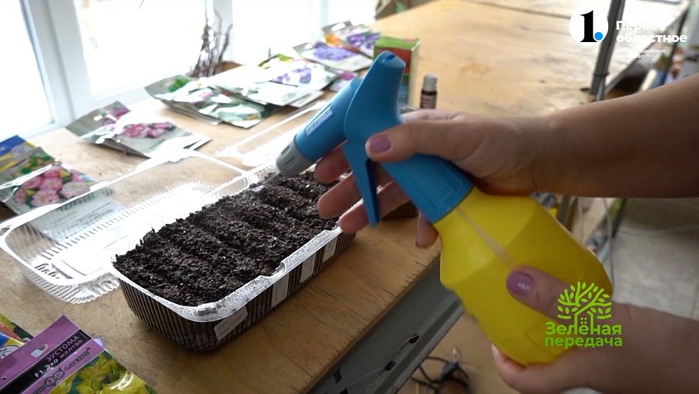 Сейте эустому прямо сейчас