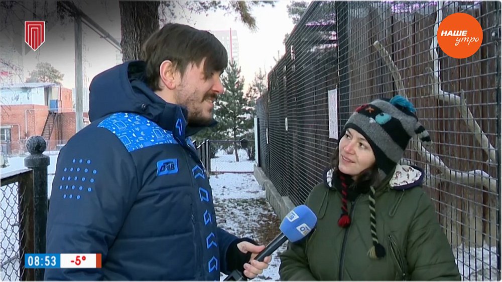 Росомаха Бира играет с ветками в «Прямом включении»