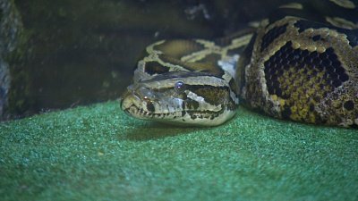 Почему не стоит дарить в год Змеи пресмыкающихся