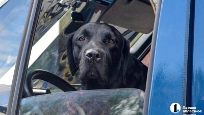 Каких домашних животных заводят челябинцы