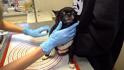 Как не допустить ожирения у домашнего животного?