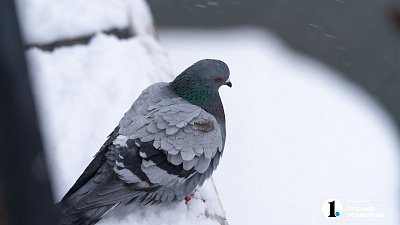 Кормушки для птиц сделали более 13 тысяч жителей Челябинской области