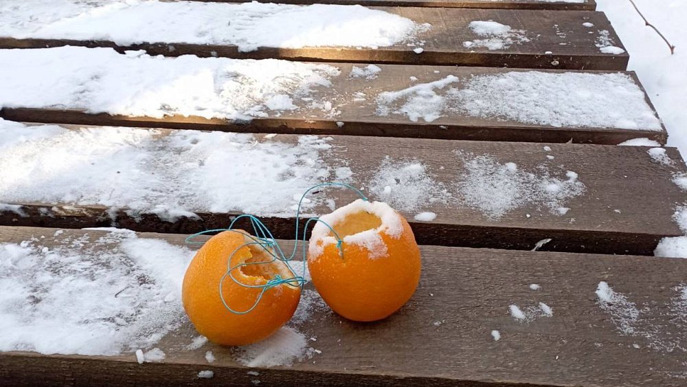 В нацпарке «Таганай» убирают кормушки для птиц из апельсинов