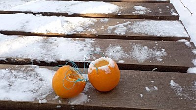 В нацпарке «Таганай» убирают кормушки для птиц из апельсинов