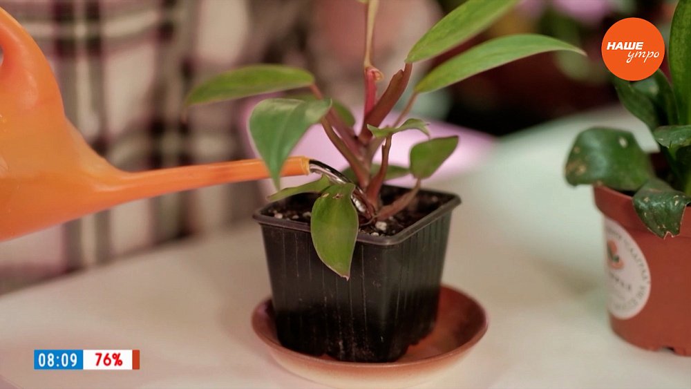 Виды поливов домашних цветов в рубрике «Домашняя оранжерея»
