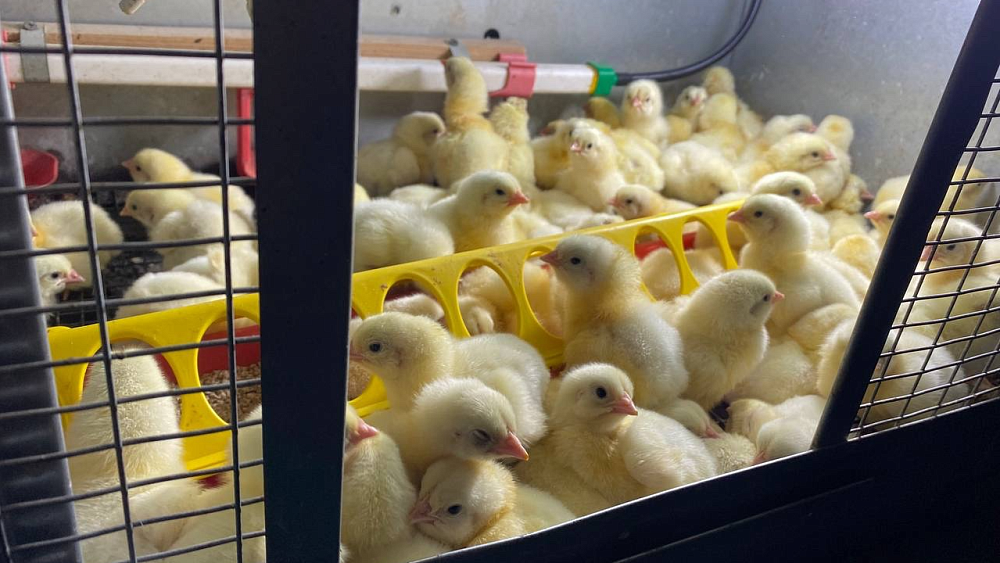 Целое подворье с редкими курами сгорело у десятиклассника в Кыштыме