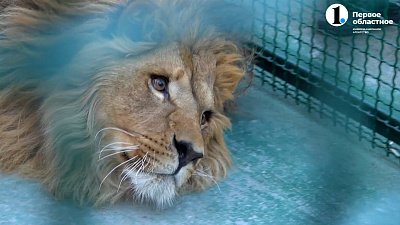 Льву в приюте «Спаси меня» подарили вольер