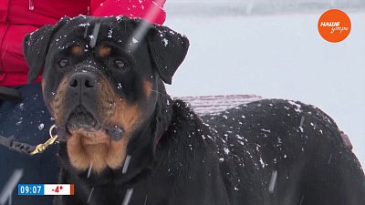 Ротвейлеры в рубрике «Усы, лапы и хвост»