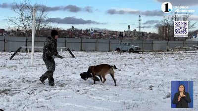 Юные миасцы побывали в гостях у кинологической службы Отдела МВД
