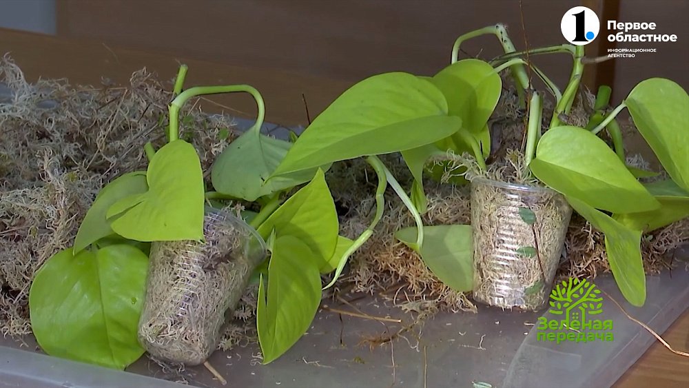 Мох — отличный помощник садовода