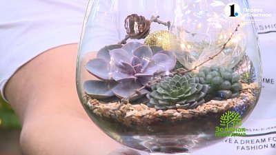 Оригинальный подарок на Новый год — флорариум