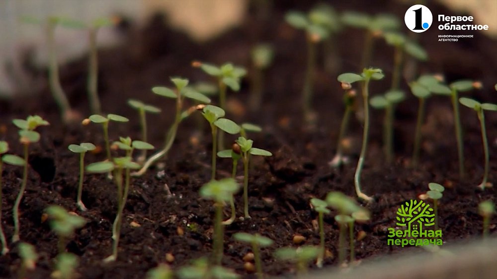 Земляника из семян — это несложно!