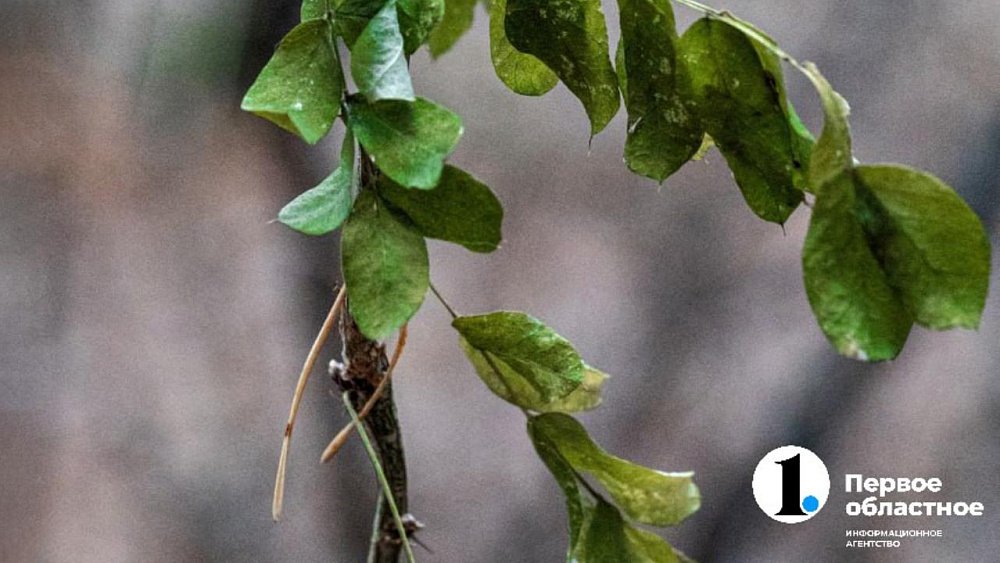 В Челябинской области второй раз за год распустились листья