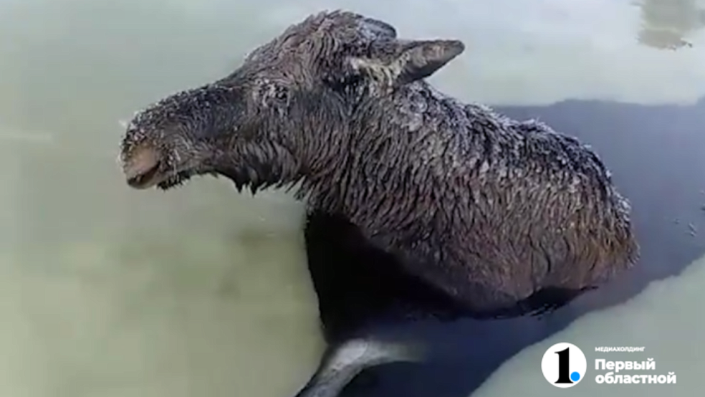 В Нязепетровске поощрили рыбака, который спас лосиху из ледяного плена